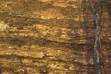 Polished Golden Amphibolite Slab - Western Australia #221694-1